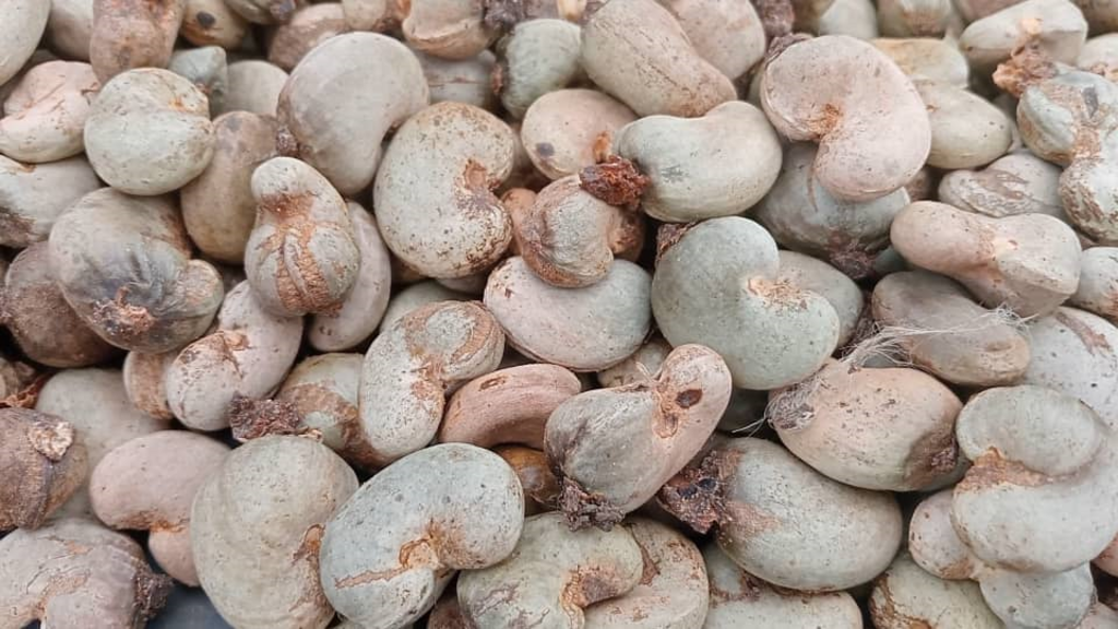 Le verger de Kouamé Ouattara, comme beaucoup d'autres dans le bounkani, a produit moins de 10% de sa capacité normale cette année.