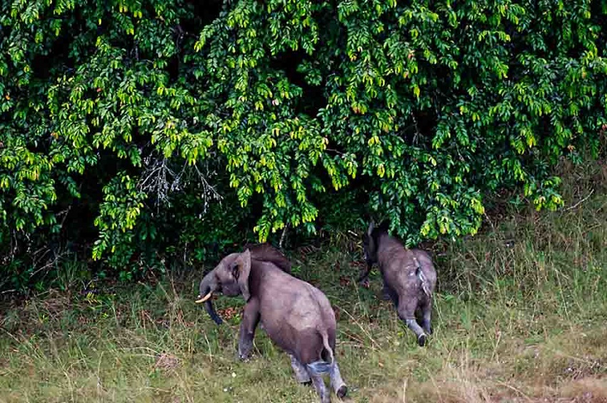 le tourisme dans les parcs du Gabon