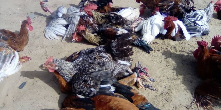 Marché d'Ati : étals de volailles aux prix élevés